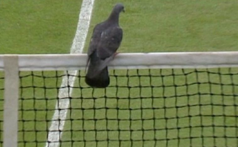 היונה המדוברת על רקע הדשא האנגלי