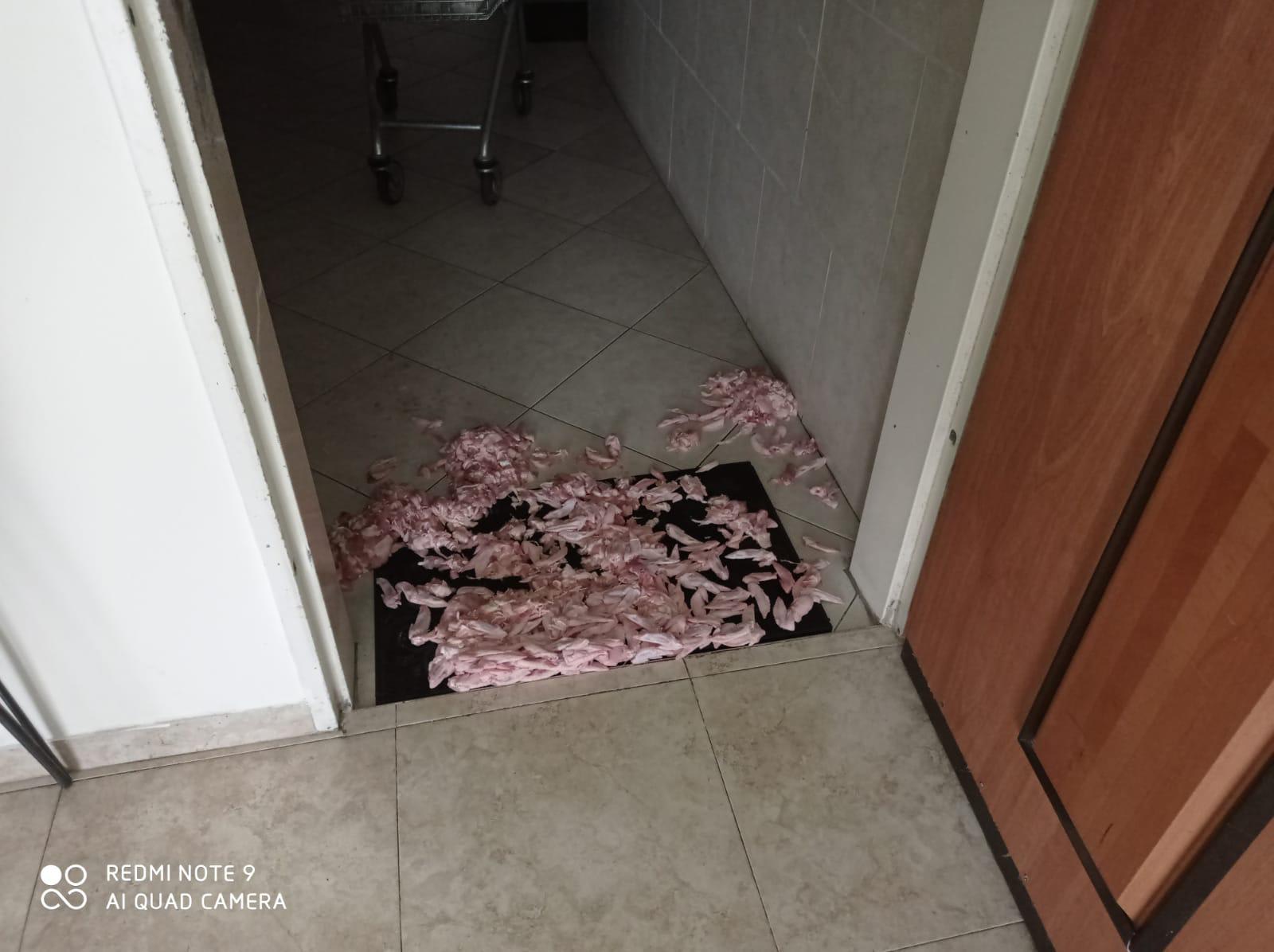 חתיכות עוף שזרקו אוהדי הפועל תל אביב בביתה דוברת המועדון של אודליה פרידמן