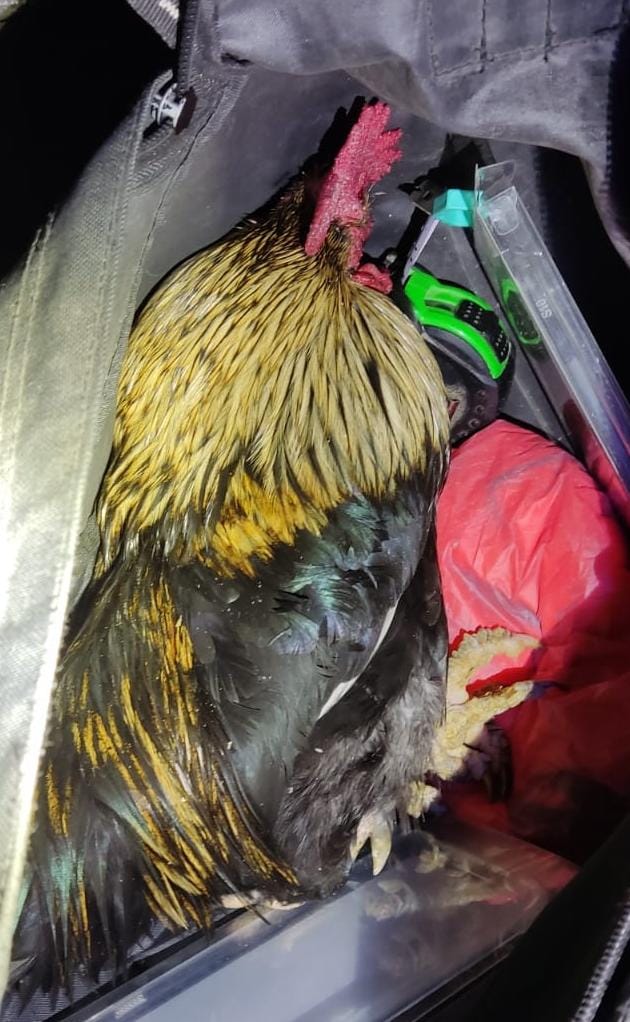 אוהד כדורגל נעצר אחרי שניסה להכניס תרנגול כפות למגרש כדורגל