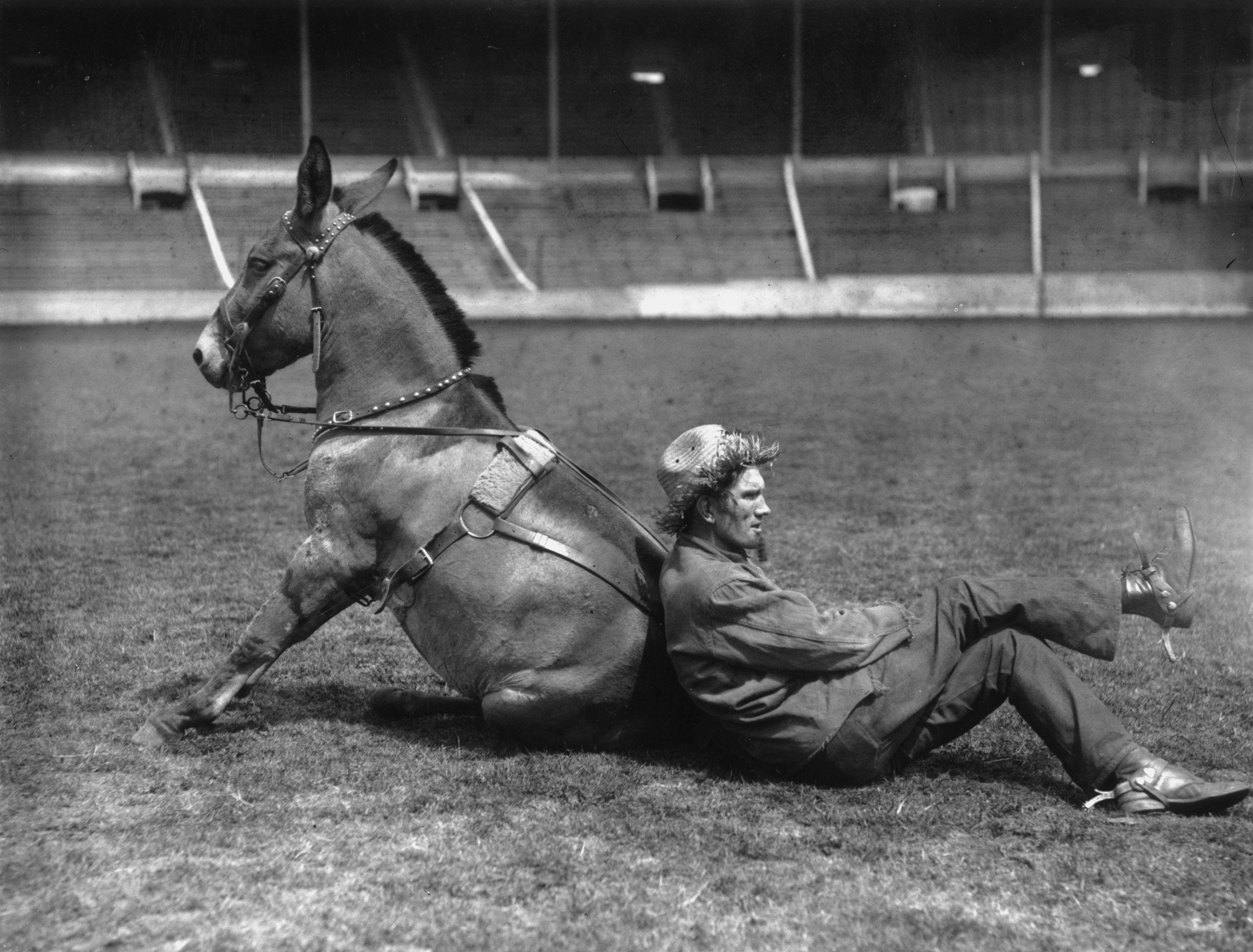 סוס אצטדיון וומבלי 1923