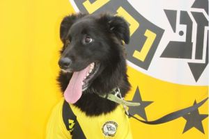 כלב בחולצת מכבי נתניה