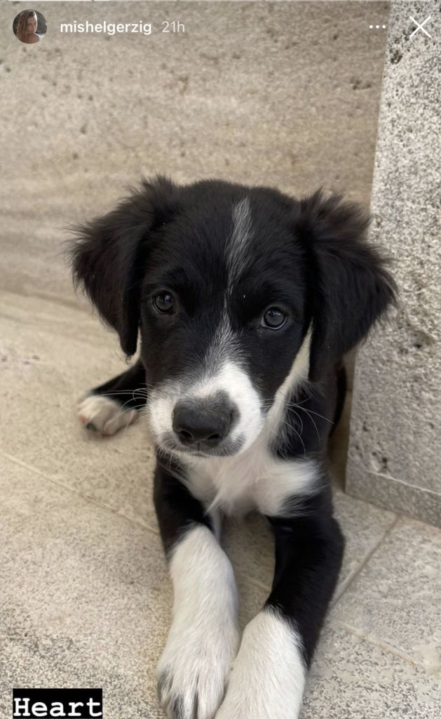 הכלבה המשותפת של מישל וטיבו