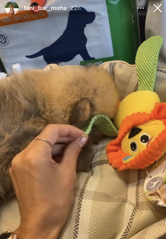 הכלב החדש והמתוק של פאני