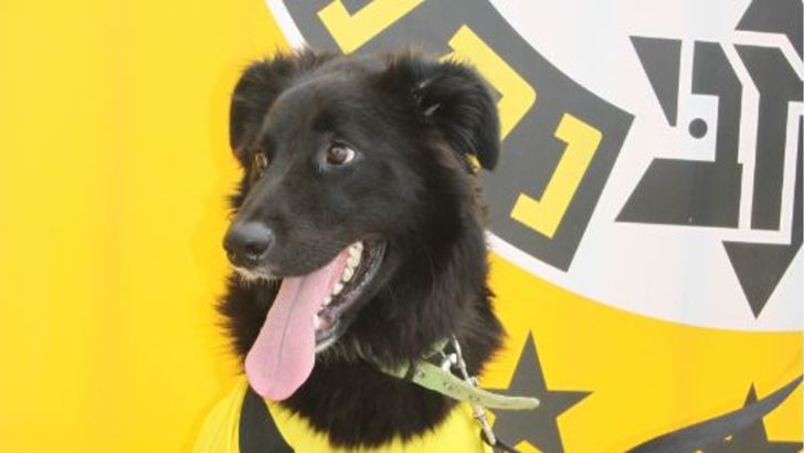 כלב בחולצת מכבי נתניה