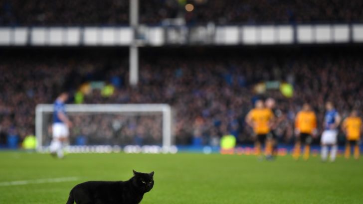 חתול שפרץ לאברטון נגד וולבס